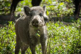 Wild Boar Pig in forest