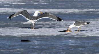 Water Bird Seagulls