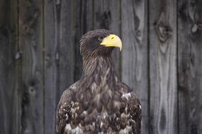 Golden Eagle Animal Bird