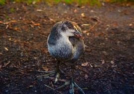 Bird Animal World Nature