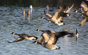 Geese Bird