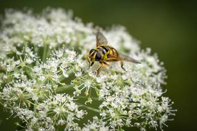 Hoverfly Insect Inflorescence