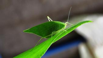 Insect Leaf Nature