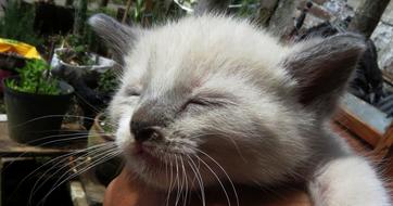Sleeping little cat