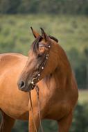 Horse Portrait Western