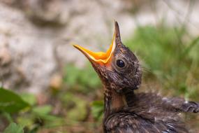 screaming chick close up