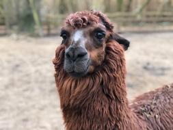 Animal Mammal Camel