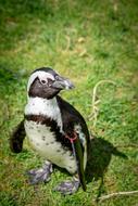 Animal World Bird Nature