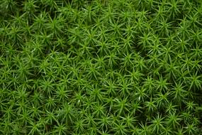 Leaf Background Nature