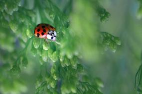 Ladybug and greenery