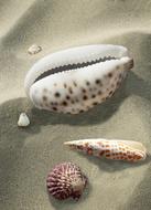 Shell Sea Snail Kauri