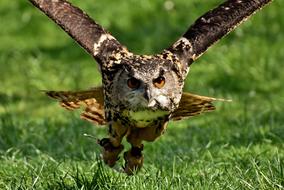 Owl Bird Feather Eagle