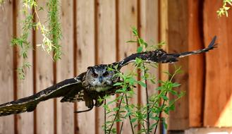 Owl Bird Feather Eagle