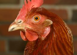 Chicken Hen Laying Hens