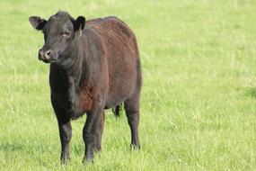 Mammal Grass Cattle