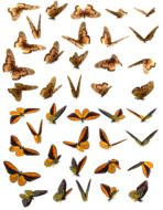 illustration of orange butterflies on white background