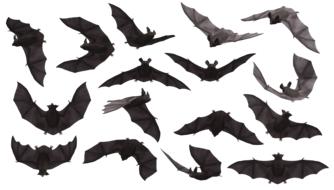 flying mice flock
