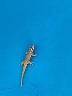 Outdoors Reptile Travel