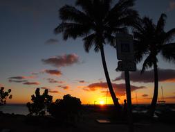 Beach Palmae Tropical