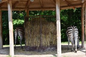 zebras in a safari enclosure
