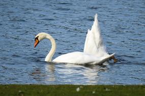 Swan Beams Swim