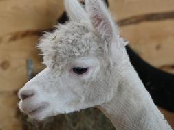 Alpaca Animal Zoo