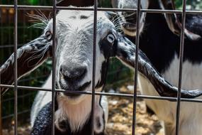 Goat Eyes Curiosity