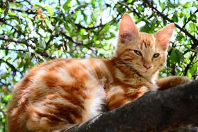Nice Animalia Cat
