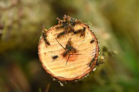 Yellow Jacket Wasp Insect Animal
