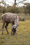 Mammal Animal Wildlife
