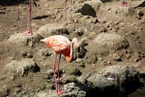 Salmon Flamingo Bird