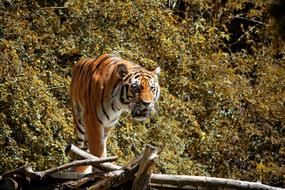 wild striped tiger in a zoo
