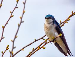 house martin, swallow perched twig with buds