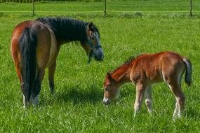 Mare Stallion Foal Pony