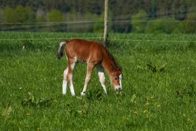 Colt Browsing Pony Foal Brown