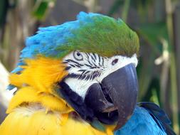 Bird Parrot Feather