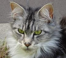 grey furry cat portrait