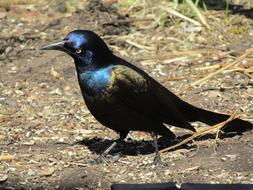 Bird Nature Wildlife