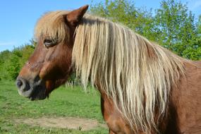 Shetland small Horse portrait