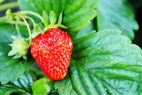 lonely strawberry on a leaf