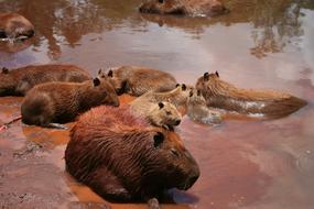 Wildlife Mammal Water
