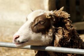 sheep on farm livestock