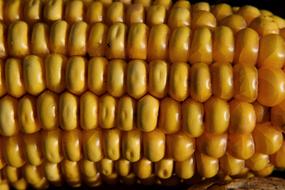 close up of the corn is delicious