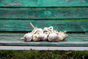 white garlic on a green background