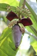 ripe tropical bananas on a tree