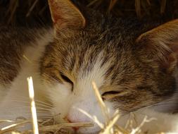 tired cute cat