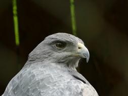 Wildlife Bird Nature