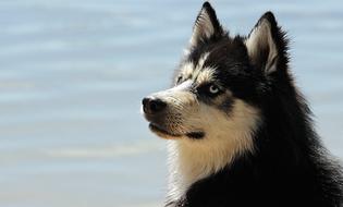 Husky sitting by the sea