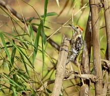 Wild Woodpeckers Indian birds