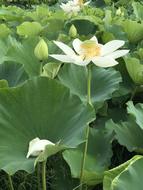 white flowers in green leaves in the garden